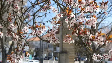 "O Melhor Natal de Portugal" - Guarda